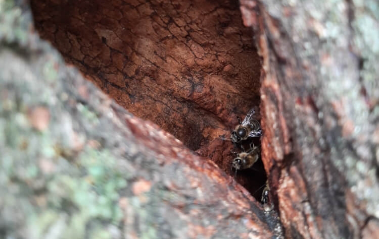 Les pro včely - divoké včely v dutině stromu